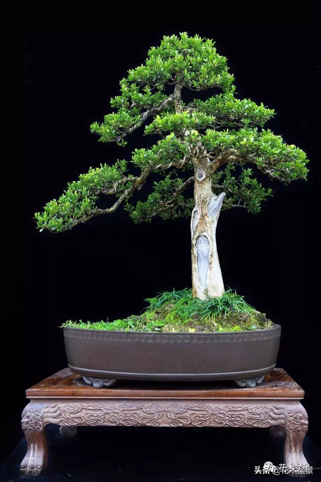 茶桌上养什么盆景植物,最好养的盆景植物推荐