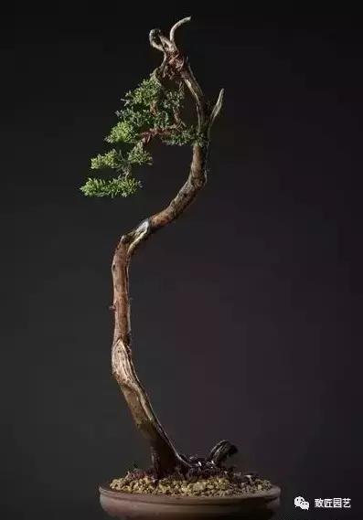 泰山松文人盆景,山松盆景100幅欣赏