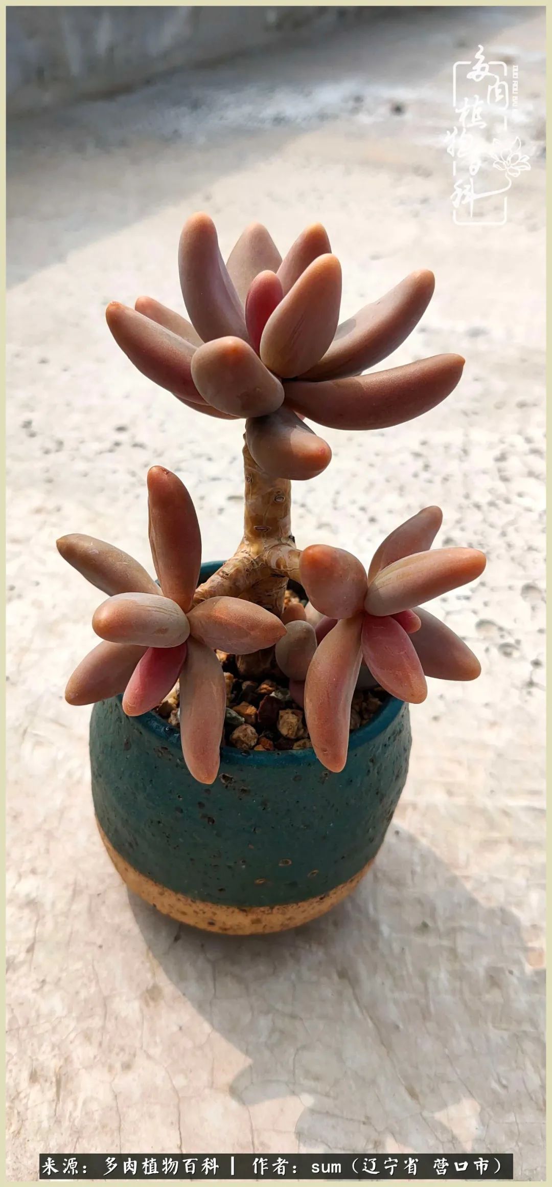 养多肉是一个很治愈的过程,养多肉是一种爱