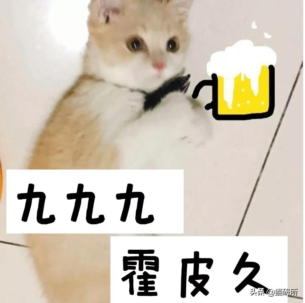 有关猫的谣言有哪些,关于猫的谣言