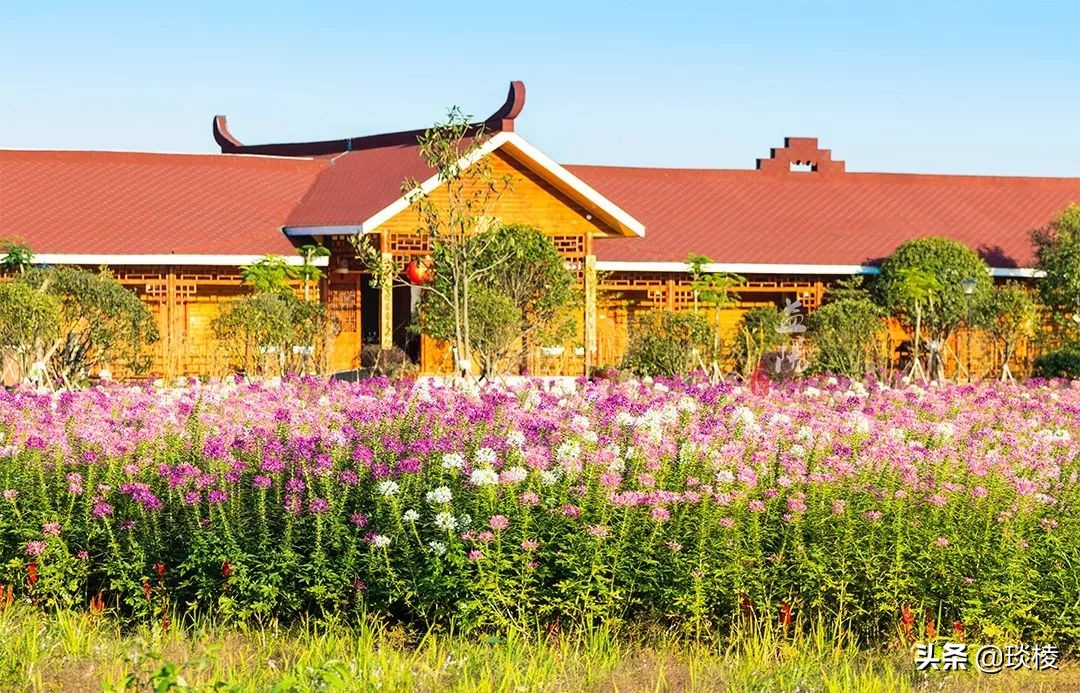 春风十里不如你,这些花海在国庆期间盛放,不要错过了