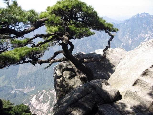 不忘初心方得成功诗句,不忘初心的唯美古诗词