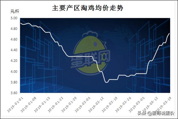 淘鸡价格会大涨吗,淘鸡价格还会继续冲高吗