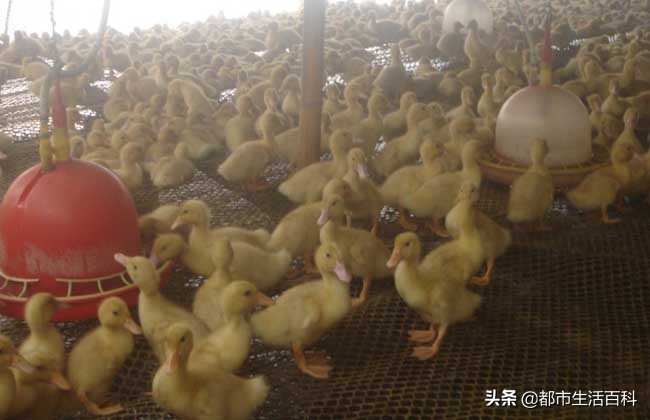 鸭子养殖前景和价格,养殖鸭子前景如何