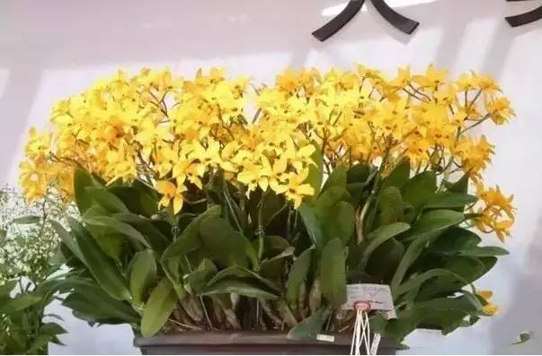 极品中的精品兰花,带你回忆天价兰花蕙兰篇