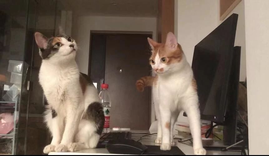 为什么猫咪便便这么臭,怎么让猫咪的便便不臭