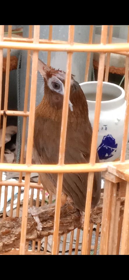 画眉鸟换毛要注意什么事项,画眉鸟换完毛不叫了怎么回事