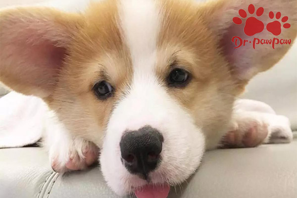 普安特宠物狗眼药水,普安特狗狗皮肤病药