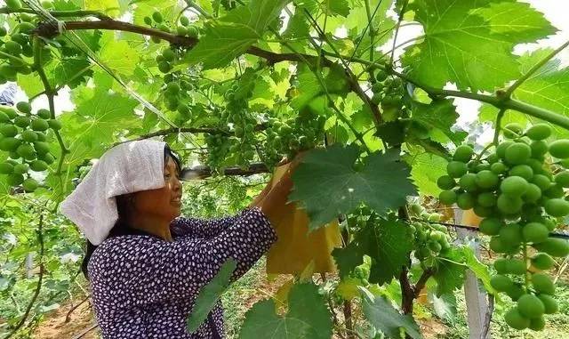 葡萄上色慢叶面喷红糖水行吗,葡萄上色期叶面喷钙多久能吸收