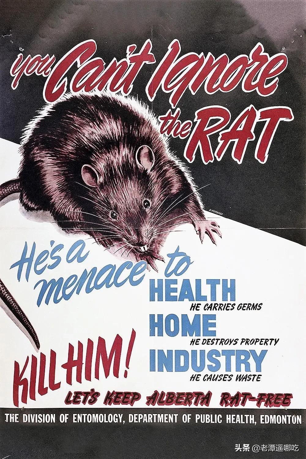 加拿大哪个城市老鼠最多,加拿大没有老鼠的地方