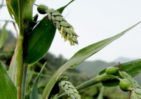 老玉豆种值钱吗,野外常见的豆子是什么