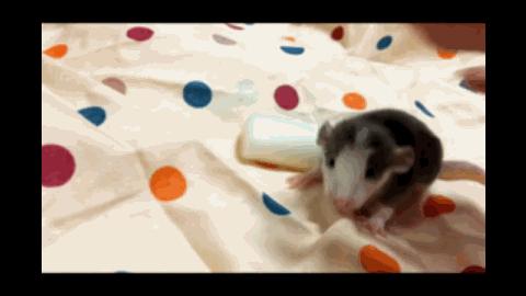 精灵鼠小弟是什么老鼠,精灵鼠小弟个人简介