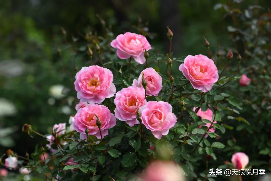 天狼月季申请品种保护吗,天狼育种在国际上是什么水平