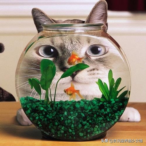 猫咪怕水怎么吃鱼,猫不会捕鱼它是怎么知道鱼好吃的