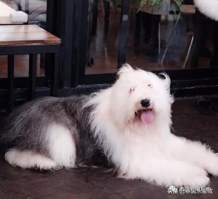 曼谷BigDogCafe|想把每一只狗狗偷偷打包带回家！