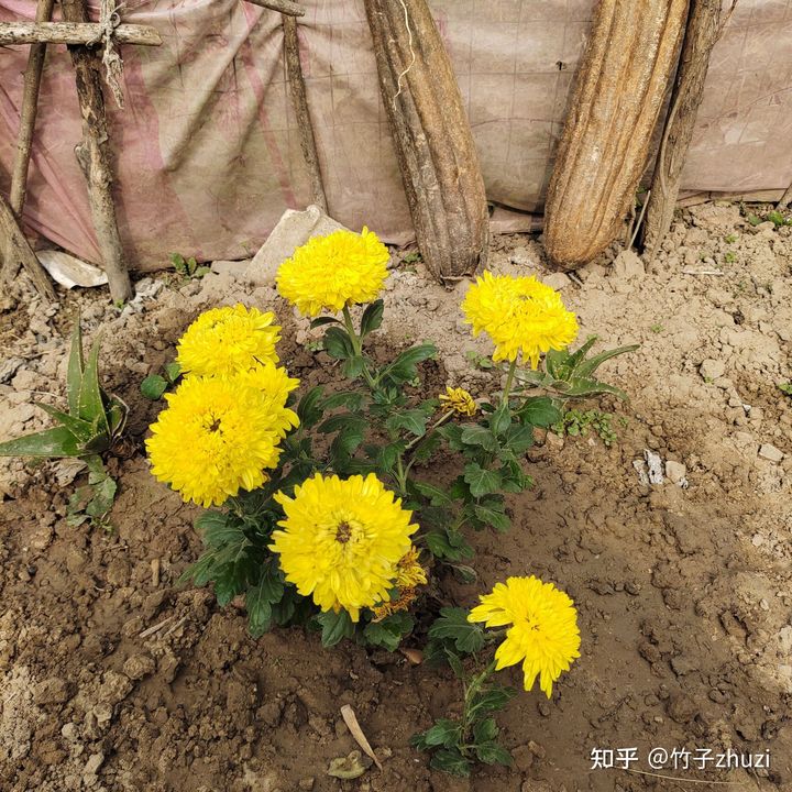 菊花苗怎样种植成活率高,拼多多上买的菊花种子是真的