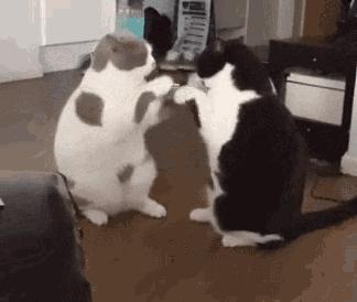 两只猫打架怎么办呢,两只猫打架掉一撮毛