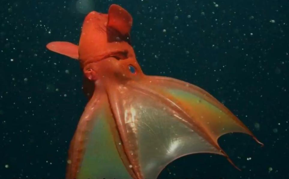 史前深海最可怕的生物,真实存在的深海怪异生物