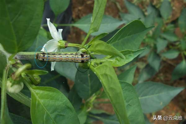 蔬菜夜蛾防治方法,大棚斜纹夜蛾虫害的治疗方法
