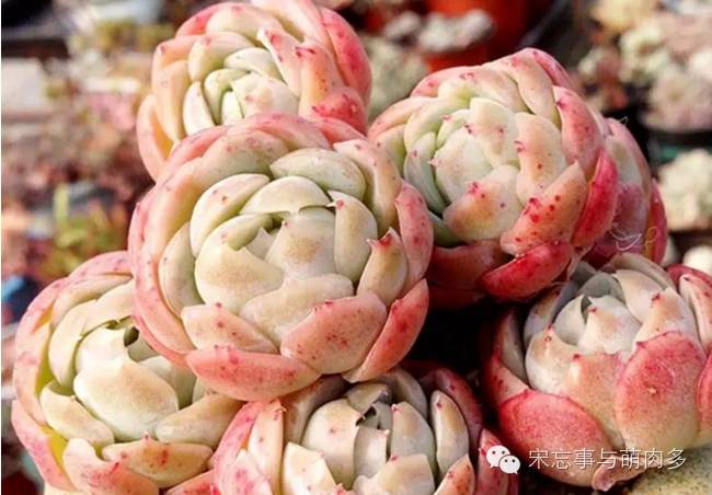 多肉月影系有哪些品种,月影系多肉品种大全