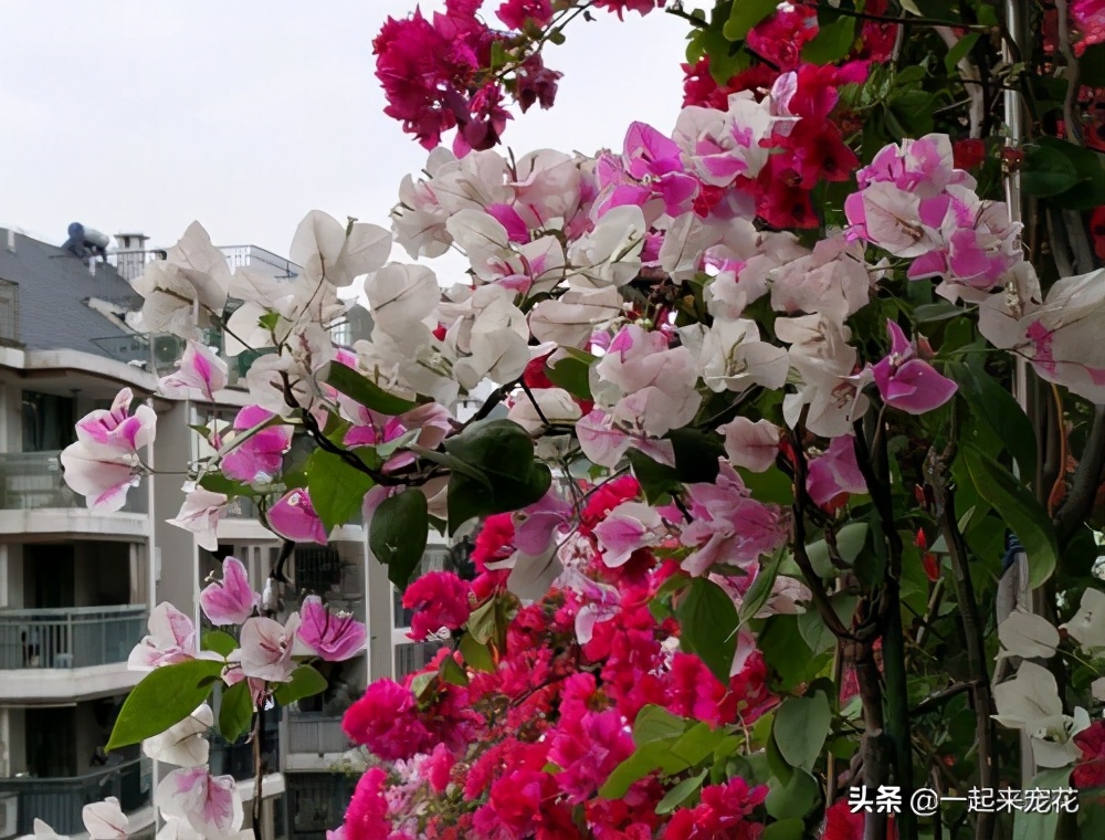 什么品种香水花最好养,哪种香水花好闻又好养