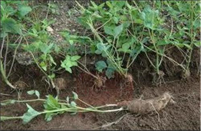 轮叶沙参日晒法,沙参种植技术