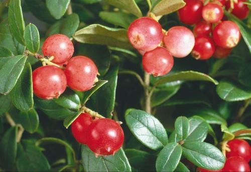 世界这么大你知道有几种水果吗,世界上都有哪些可以吃的水果