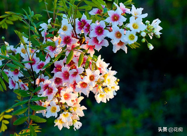 哪里种文冠果最好,文冠果怎么种