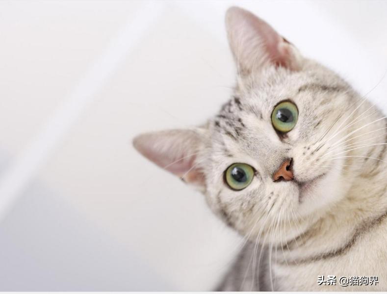 猫咪为什么流口水怎么解决,猫咪打喷嚏流鼻涕流口水吃什么药