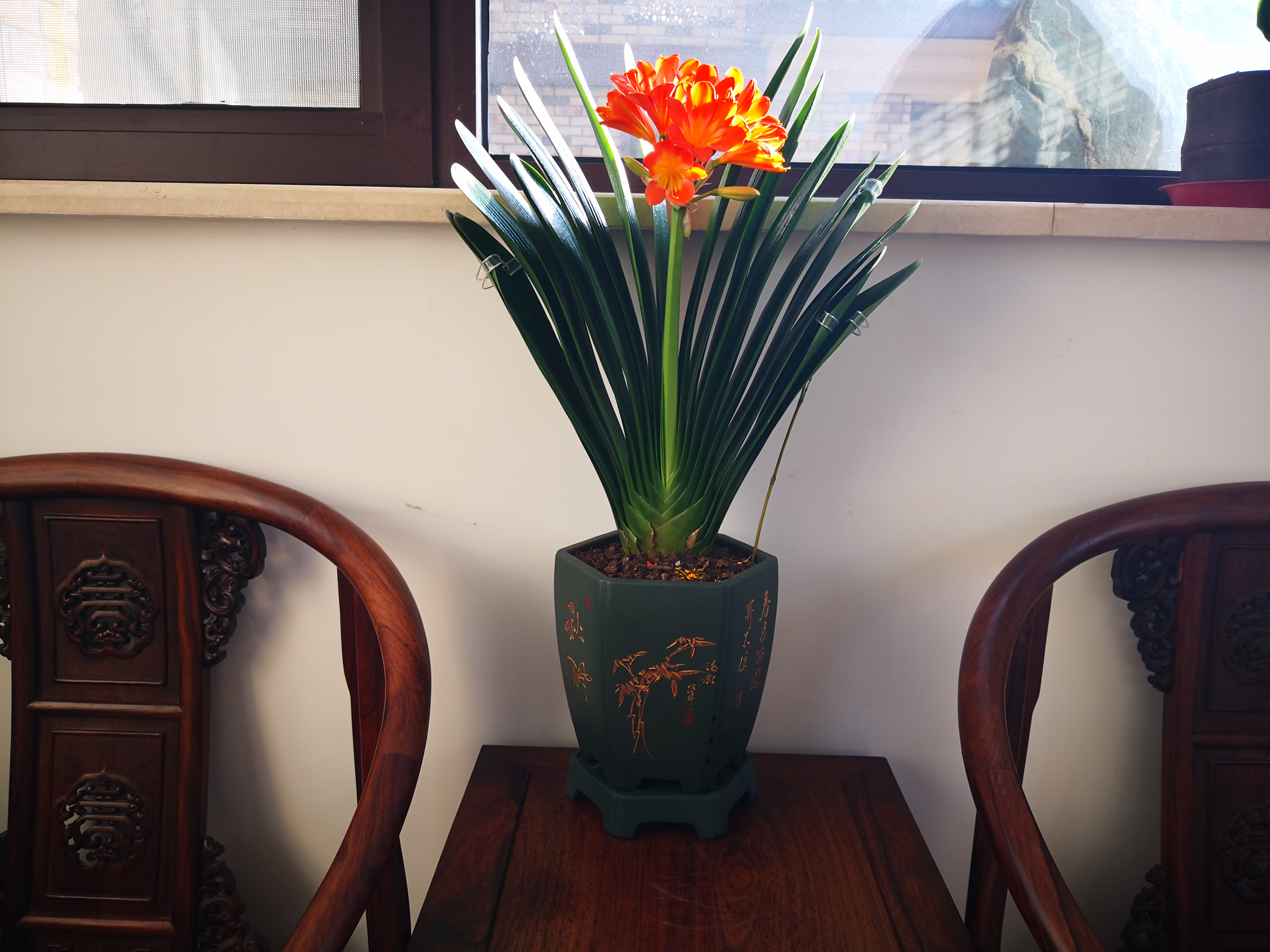 怎样让君子兰根系茂盛,如何促进君子兰根系生长