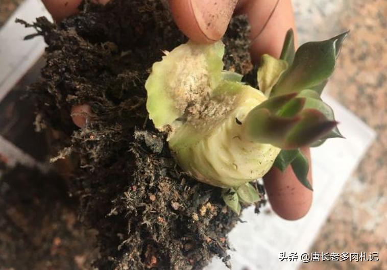 多肉黑王子的养护和管理,多肉黑王子为什么变绿了
