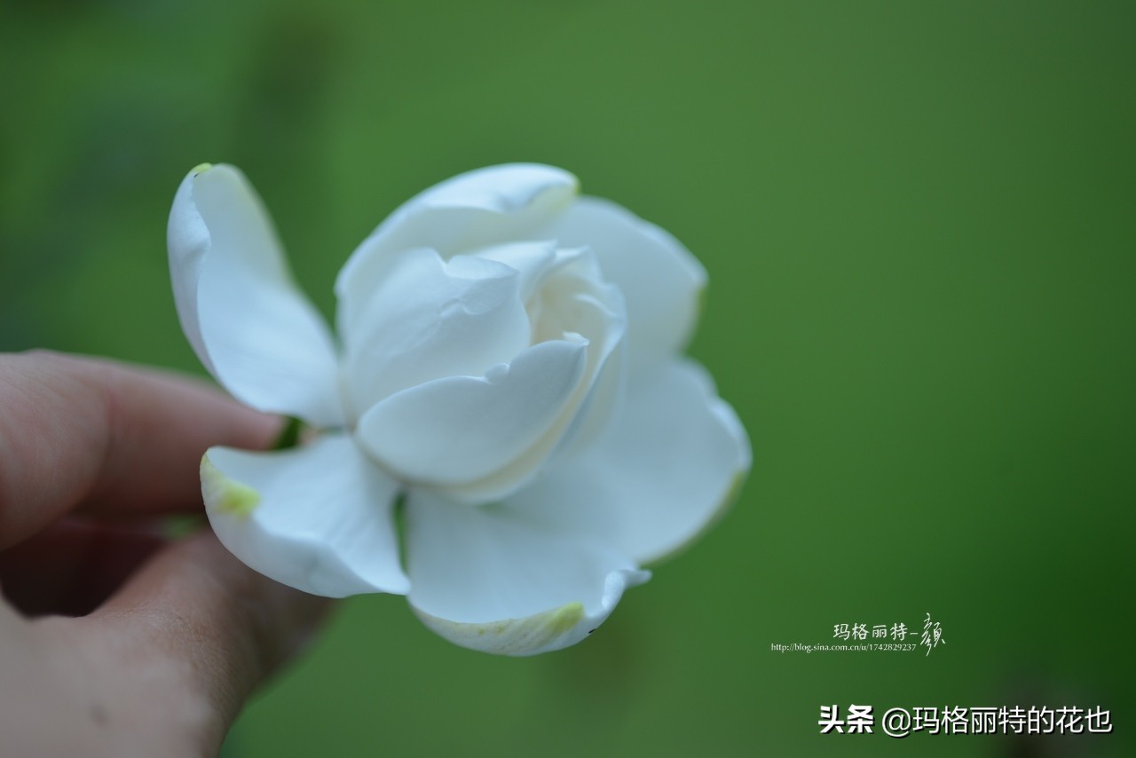 花园里四季常青的树,花园里四季都绿的植物