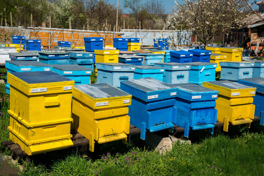 蜜蜂养殖技术｜处女蜂王成熟的过程及生产中应注意的问题