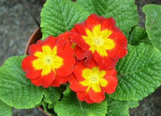 德国洋甘菊鲜花养护技术,欧洲报春花怎么养殖