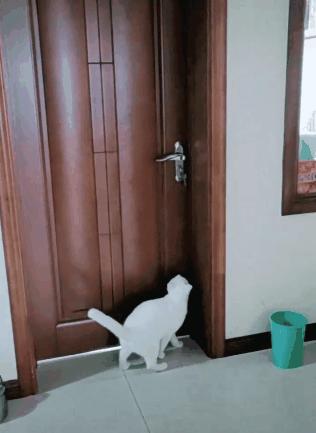 喵星人的反应能力超出常人,喵星人战斗力有多强