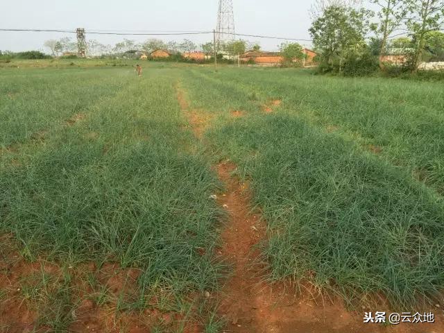 种植藠头一亩利润是多少钱,藠头种植间距多少厘米