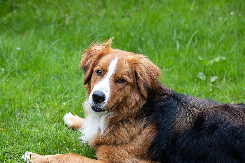 go狗粮保质期,go狗粮老年狗吃哪一款
