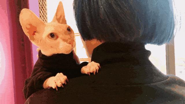 没有攻击性的猫,公认无攻击性的猫你最喜欢哪只