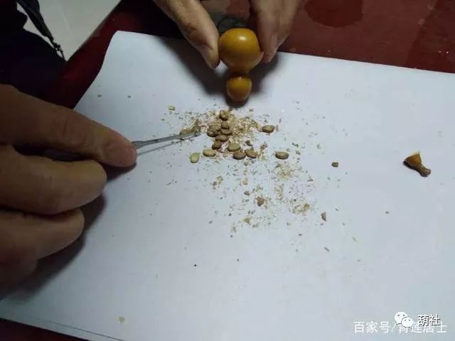 盆栽手捻小葫芦的种植方法,阳台盆栽小葫芦种植方法