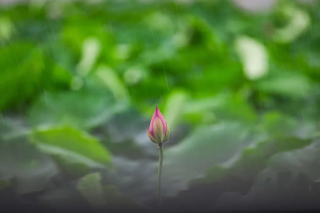 观福建农林大学的荷！赏尽一池清趣