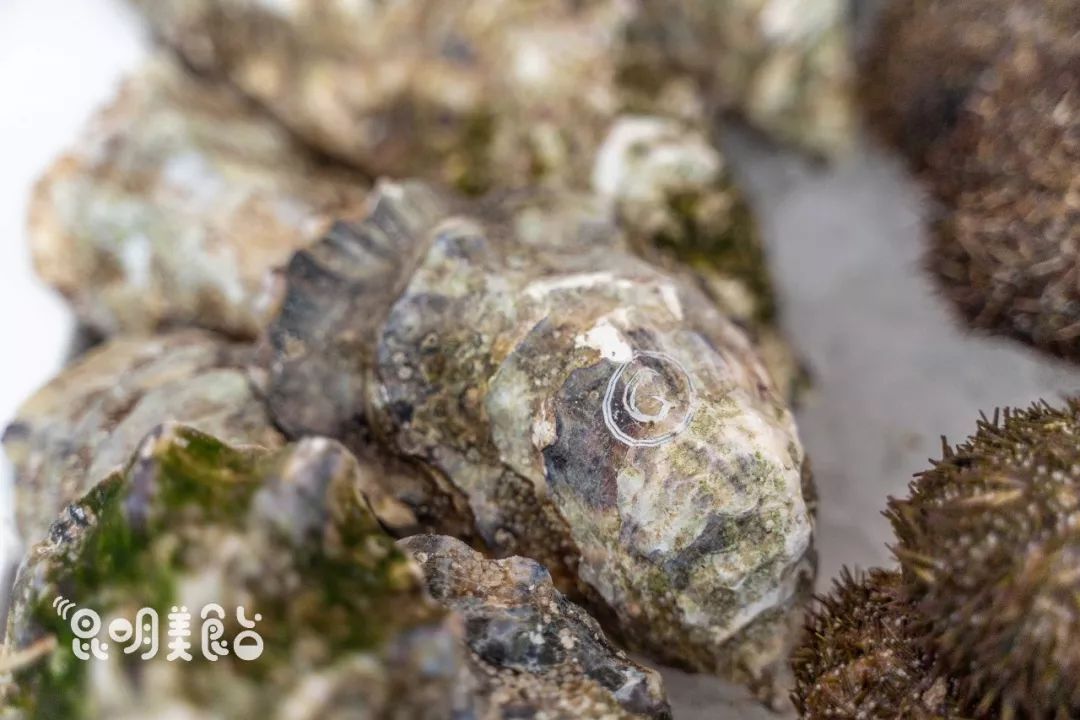 在昆明，第一次见200斤的大鱼，蘸着芥末生吃超爽