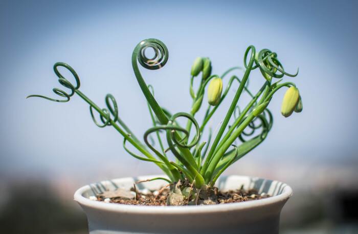 哪些种球适合春天栽种,冬季种百合种球能开花吗