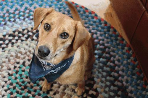 被仓鼠咬伤之后需要打疫苗吗,被仓鼠咬伤抓伤出血要打疫苗吗