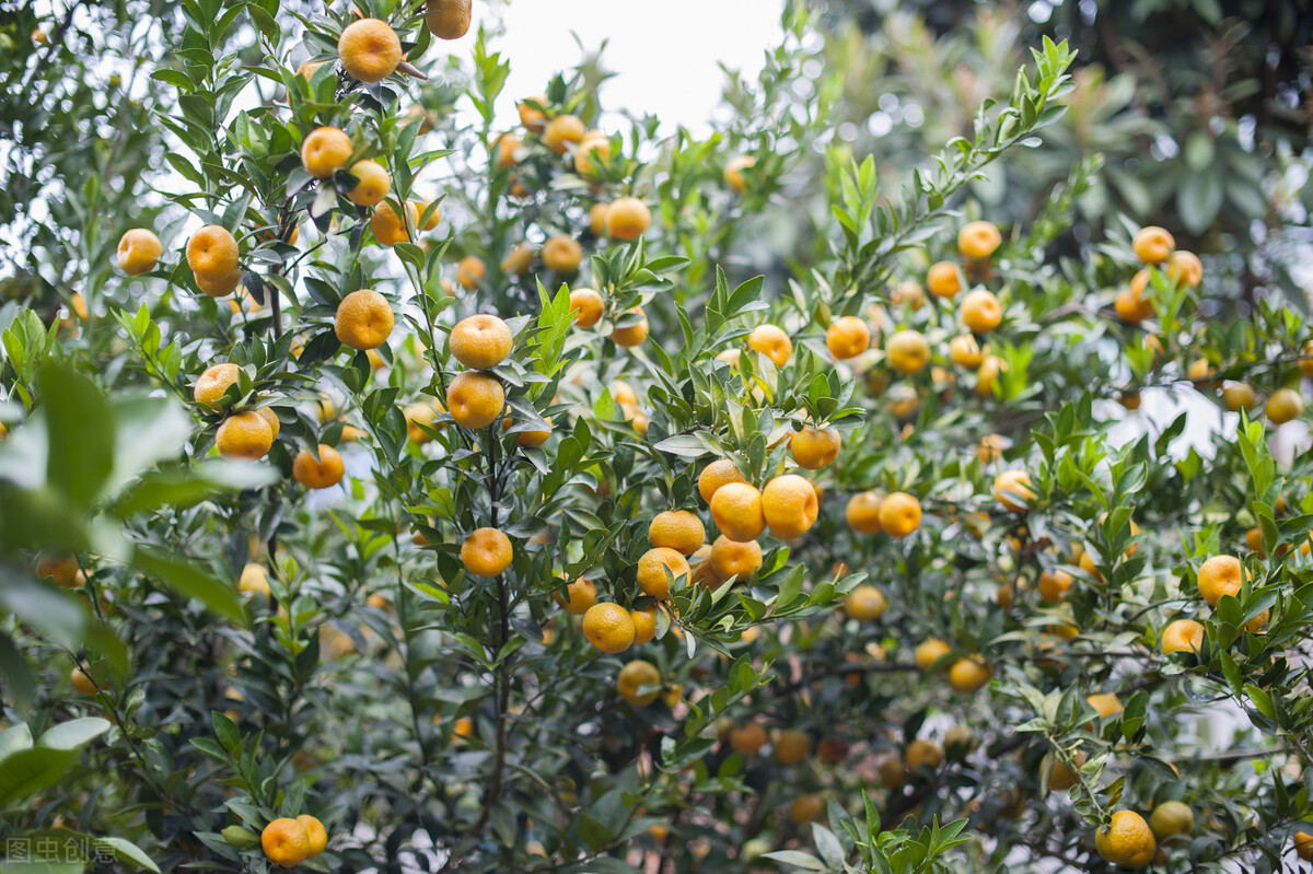 桔子的作文三年级上册,三年级习作我最爱的水果桔子