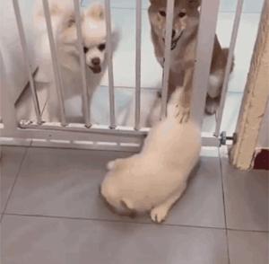 那个推荐我养金毛的人，你出来一下