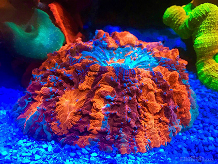 养鱼英文缩写,海水养鱼用品