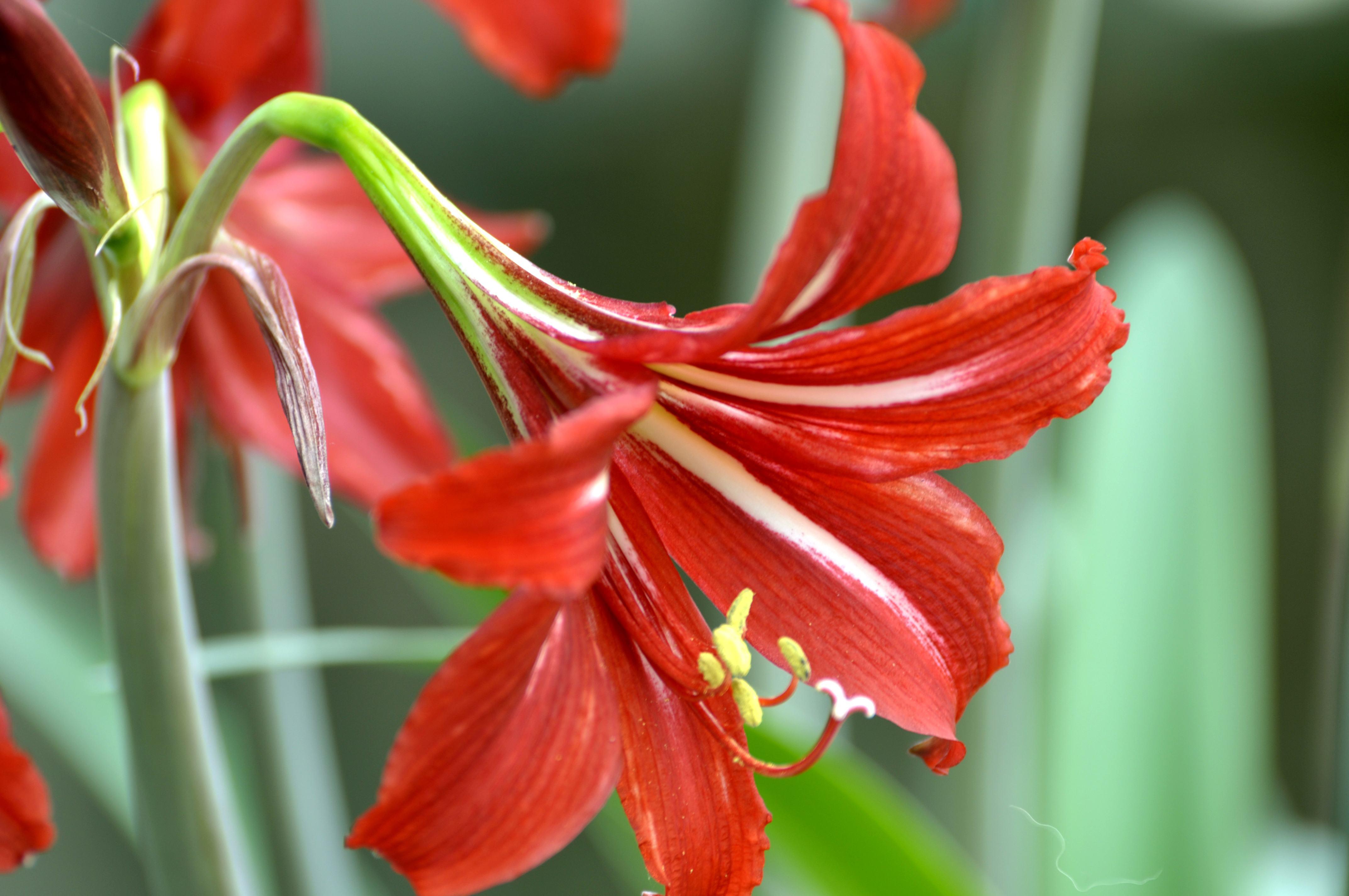 想要朱顶红种球恢复，叶片是关键，养护注意几点，避免叶片倒伏