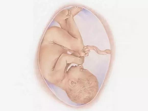 孕期1-40周胎儿发育全过程,孕一周到40周胎儿发育全过程