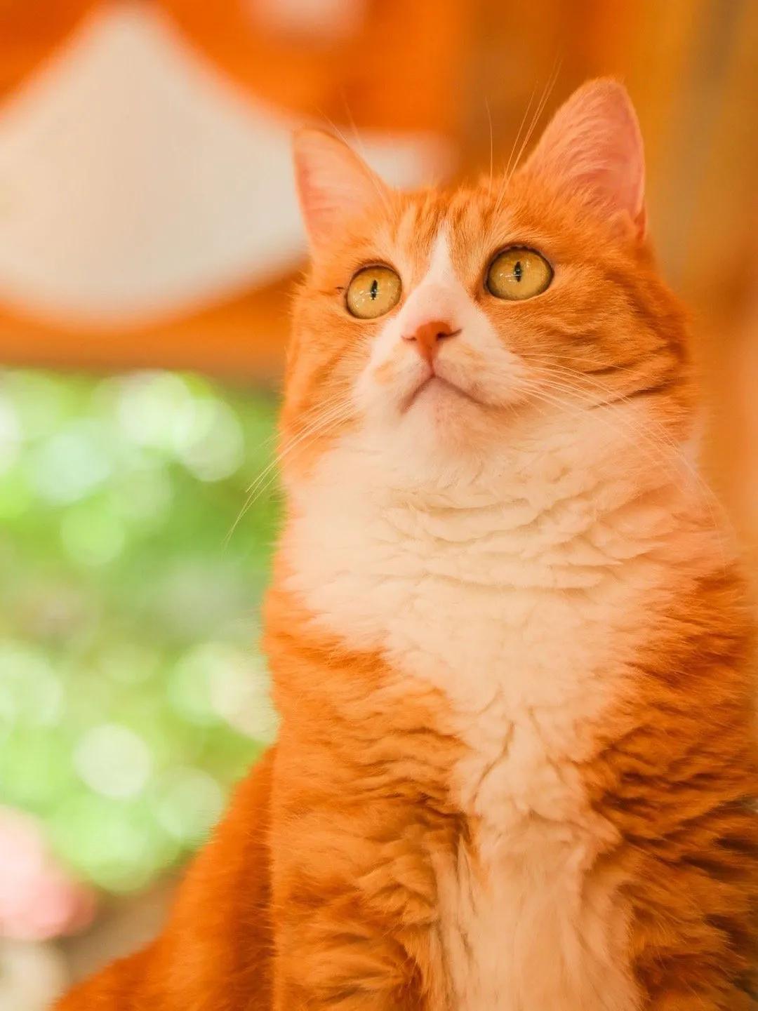 米麒麟：我掉缸怎么了？