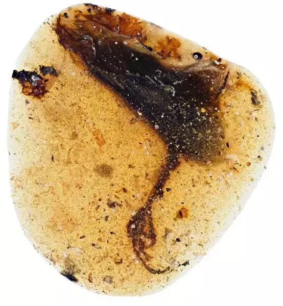 缅甸琥珀2022年以后的发展趋势,缅甸琥珀争夺战